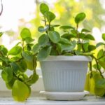 Peperomia Hope