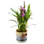 Curcuma Çiçeği