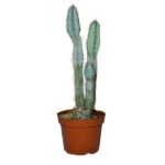 Kaktüs