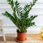 Zamia Ağacı